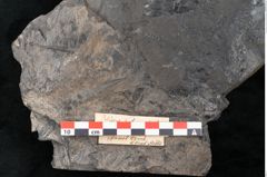 Foto (Detailansicht) von Palissya podocarpoides Ettingshausen (NHMW-GEO-2024-0188-10308)